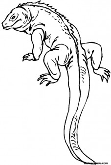 Coloring pages for kids Lizard With Long Tail