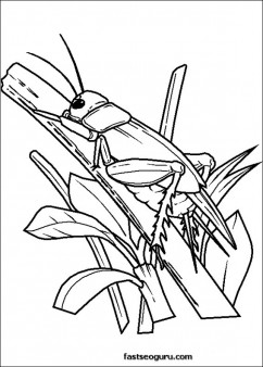 Grasshoppers childrens coloring pages 